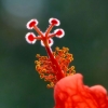 Hibiskus
