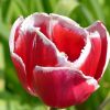 Tulpe