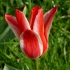 Tulpe