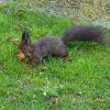 Eichhörnchen auf unserer Wiese