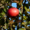 Apfel