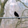 Amsel