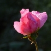 Rose am Morgen