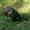 Amsel