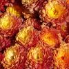 Tagetes