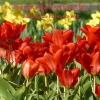 Tulpen und Narzissen