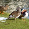 Enten