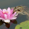 Frosch und Seerose