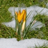 Krokus