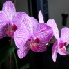 Orchideen