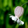 Wiesenblümchen