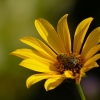 Helianthus tuberosus