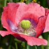 Mohn