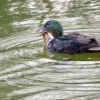 Ente frisst Fisch