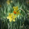 Narzissen