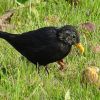 Amsel