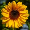 Sonnenblume