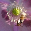 Bienen