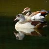 Nilgänse