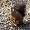 Eichhörnchen