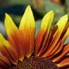 Sonnenblume