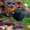 Amsel