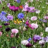 Blumenwiese