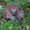 Igel