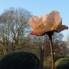 Rose im Februar