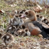 Nilgans mit elf Küken