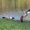 Nilgänse