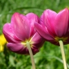 Tulpen