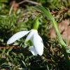 Schneeglöckchen