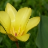 Tulpe