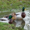 Enten