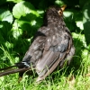 Junge Amsel