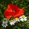 Mohn und Kamille