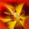 Tulpe