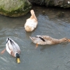 Enten