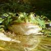 Frosch