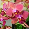 Orchidee