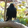 Amsel