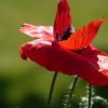 Mohn