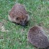 Igel