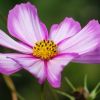 Cosmea