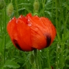 Mohn im Regen