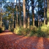 Waldweg