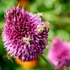 Bienen und Schwebfliegen