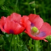 Mohn