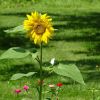 Sonnenblume mit Kohlweißling und Zinien